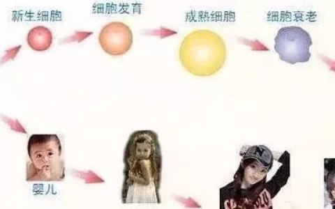 干细胞的修复再生功能可以让我们摆脱亚健康、疾病状态