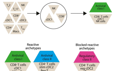肿瘤免疫治疗中检查点反应的原型