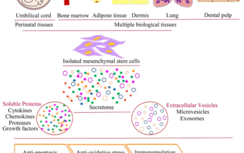 实现“定制化”间充质干细胞治疗：基因改造和预激活