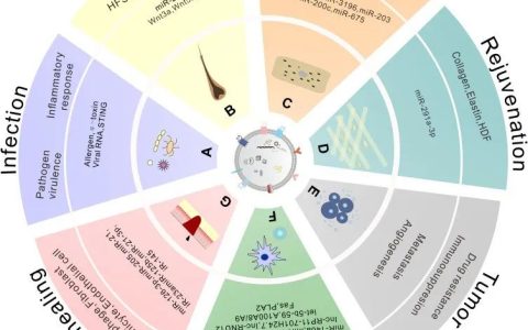 华西医院皮肤科 | 细胞外囊泡：皮肤病变中的新兴疗法