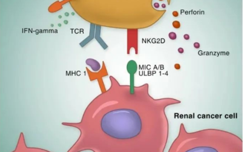 CIK细胞疗法：显著提高患者生存率，降低癌症复发率