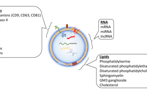新晋美容“网红”—外泌体在皮肤修复与再生中的应用