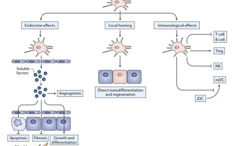 全球间充质干细胞上市药物简析：国际上市10余款，国内24款NID获批