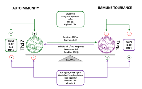 类风湿性关节炎中调节性T细胞的作用