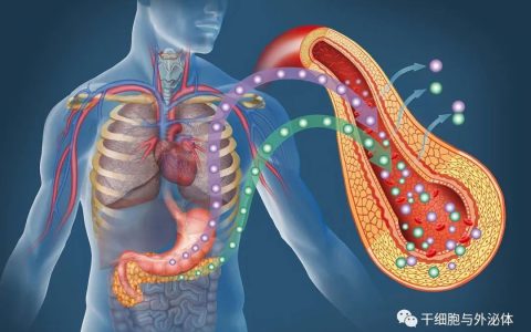 间充质干细胞在代谢性疾病中的应用