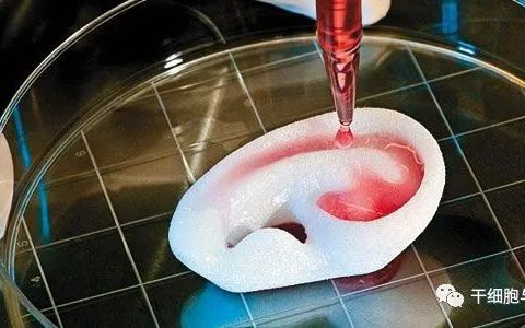 间充质干细胞促进组织再生