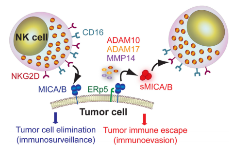 NKG2D配体在免疫肿瘤学中的应用