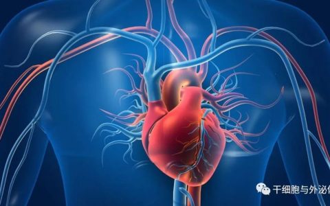 间充质干细胞在心血管系统疾病中的应用