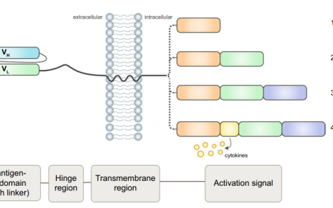 肿瘤治疗领域新利器，CAR-NK难点痛点如何突破？