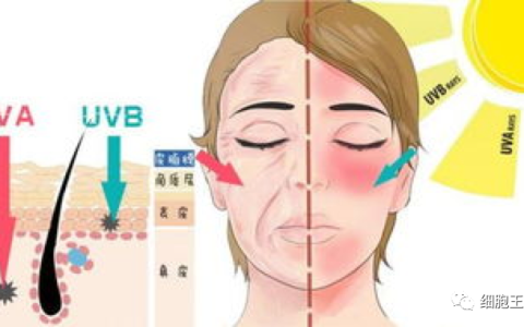 解放军疾控中心最新研究结果：干细胞上清液对皮肤具有抗老化作用