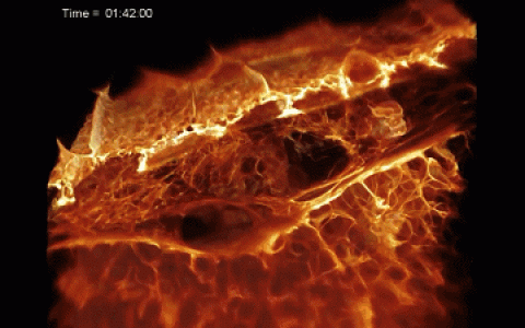 11组高清动画美图带你看“免疫细胞”追击“癌细胞”