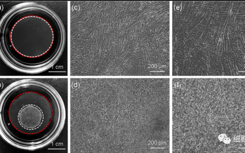 京东方如何在新药申报中，破解人脐带间充质干细胞膜片难题