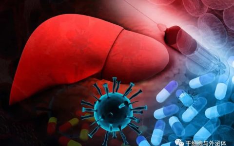 间充质干细胞外泌体在肝损伤中的应用