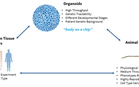 资料|一份研报：读懂类器官行业