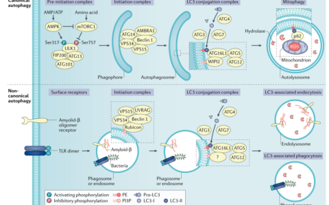 肿瘤免疫和治疗中的自噬