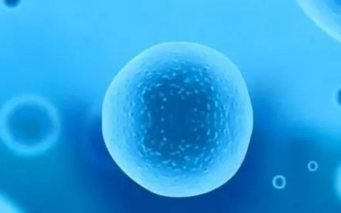 未来医学之星——间充质干细胞