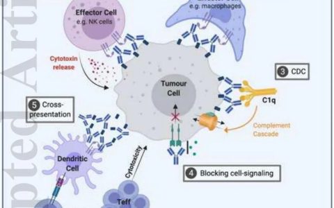 肿瘤免疫治疗中的抗体亚型