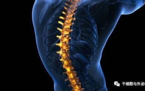 间充质干细胞外泌体在神经损伤中的应用