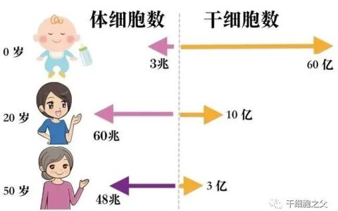 干细胞抗衰保健：一种全新的健康生活方式