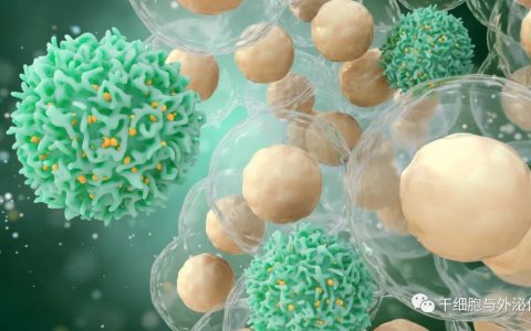 间充质干细胞外泌体在免疫调节中的作用