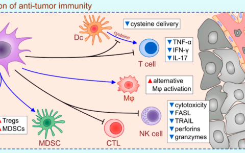 间充质干细胞在肿瘤免疫治疗中的作用