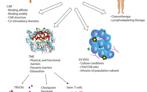 提高CAR-T细胞的持久性