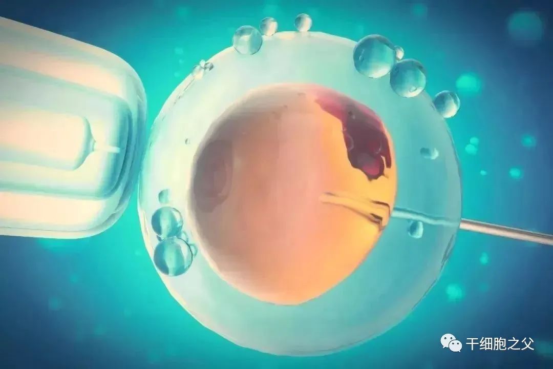 干细胞 — 亚健康的天敌，人体健康的保障