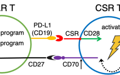 广州健康院发现靶向PD-L1的CSR提升CAR-T细胞疗效的分子机制