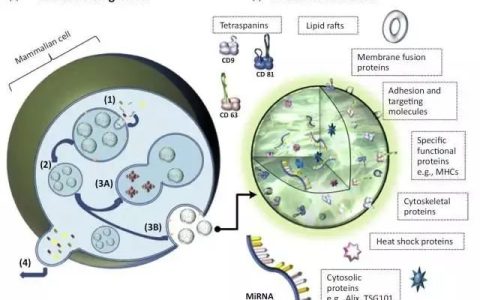 外泌体行业研究报告