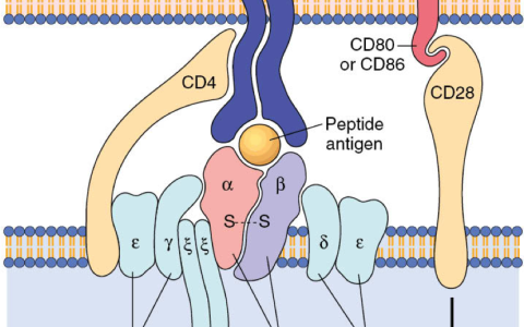 综述｜各类免疫代谢信号通路介绍