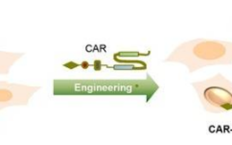化药龙头齐鲁制药介入细胞行业，技术前景如何？