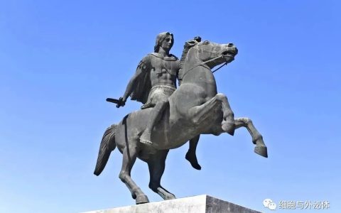 痛风，一场“重塑”人类历史的疾病，干细胞带来新希望！