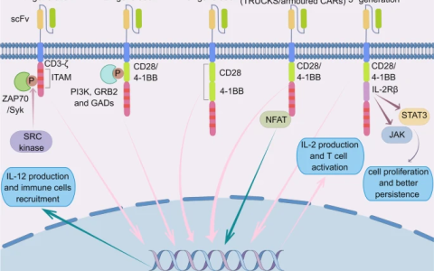 晚期复发血液肿瘤患者客观缓解率100%、5年生存率超50%，“抗癌新星”CAR-T疗法是如何炼成的？