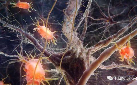 利用细胞疗法抗癌和恢复组织功能