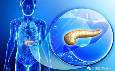 CIK细胞对胰腺癌患者的临床疗效