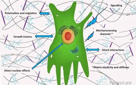 医美、骨科创新后，组织再生材料的下一个契机是细胞外基质？