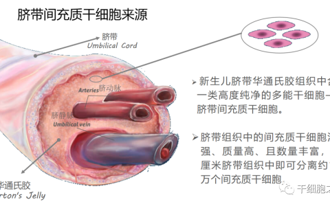 明星干细胞丨脐带间充质干细胞已应用在25种疾病的临床研究中