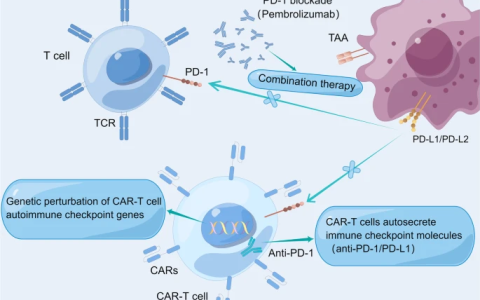综述细解 | 1+1＞2，携手靶向药、PD-1，CAR-T细胞疗法的提效之旅——CAR-T细胞疗法治疗血液系统恶性肿瘤之旅（三）