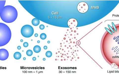 关于“外泌体”皮肤抗衰老，你知道多少