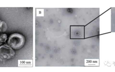 热点前沿 | 外泌体成为中药新的活性成分