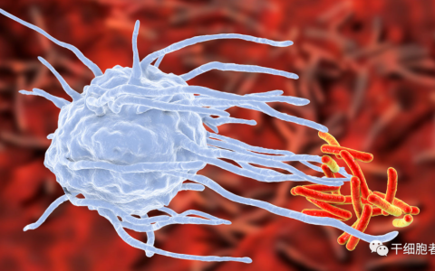 巨噬细胞，肿瘤免疫治疗的新前沿