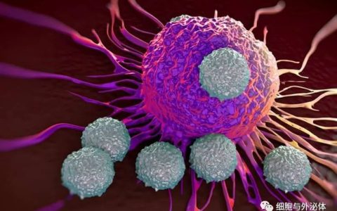 NK细胞（免疫细胞）：读懂这篇文章，你就是半个NK细胞专家