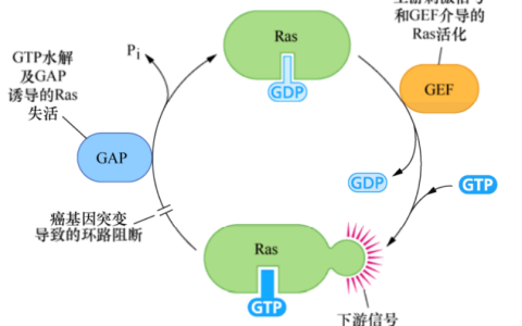 肿瘤生物学：（5）癌症中的细胞信号网络