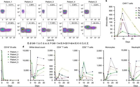 难治性系统性红斑狼疮的CAR-T治疗