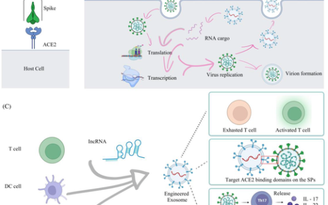免疫细胞衍生的外泌体成为新冠康复治疗的新希望