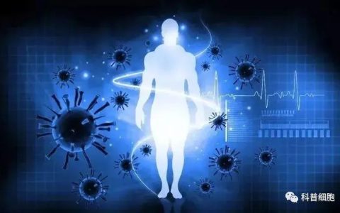 干细胞，是如何帮助我们提高免疫力的？