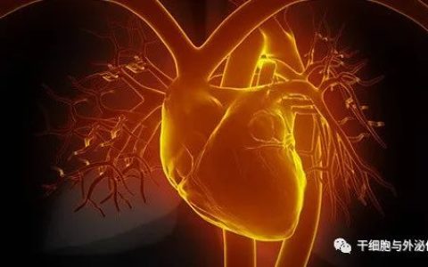 最新 | 间充质干细胞治疗缺血性心力衰竭通过IND申请