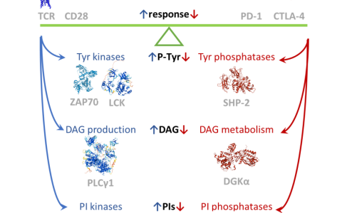 T细胞中的免疫检查点受体信号通路