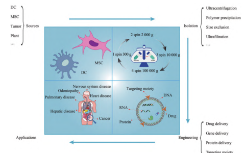 外泌体治疗：是否会成为医药领域的下一个风口