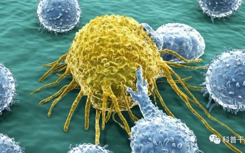 “杨康”后的虚弱无力，那是免疫细胞在告急！